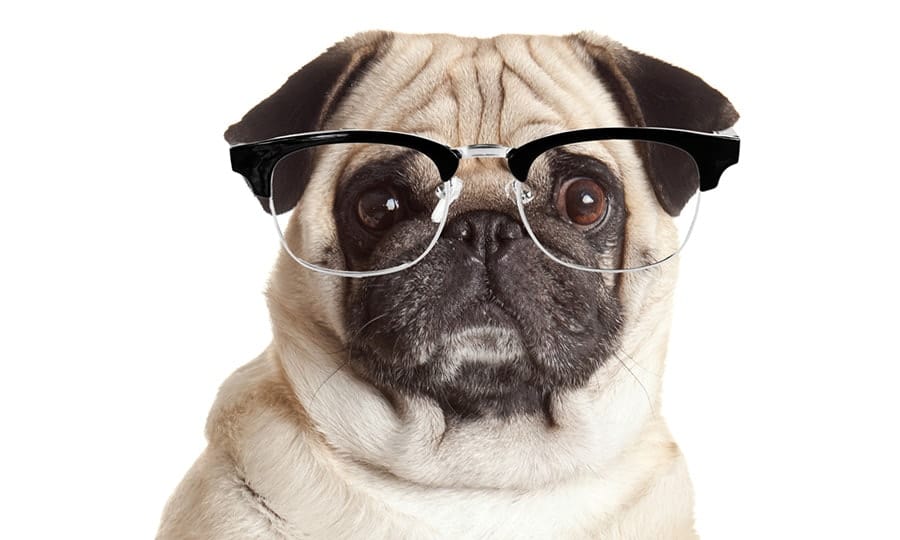 nerdy dog with glasses - nerdy dog names