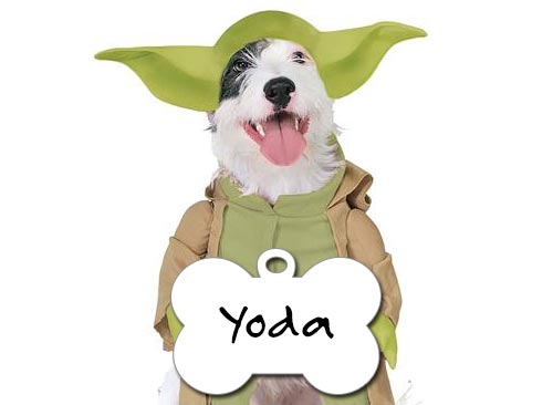 yoda dog