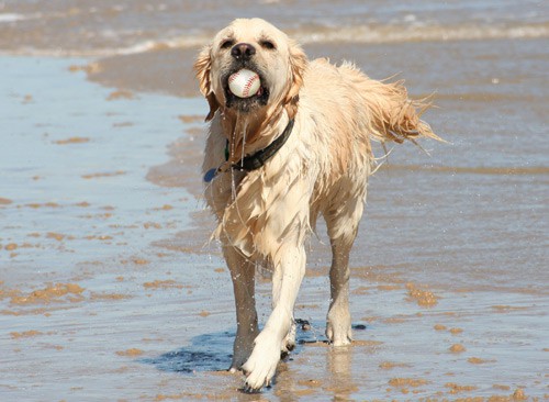 dog with baseball