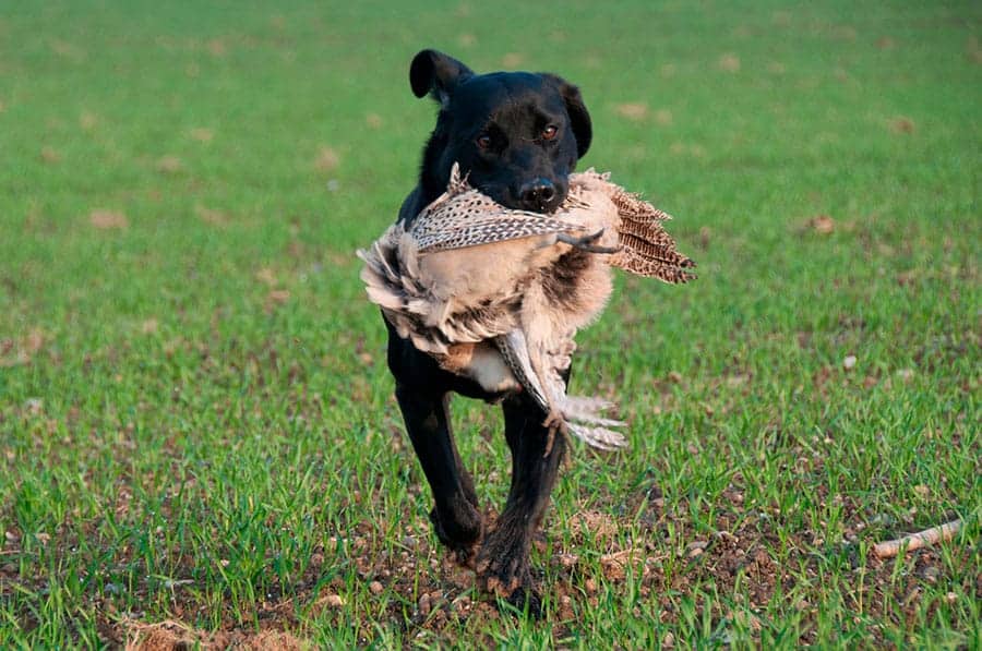 Labrador retriever running with a bird in its mouth