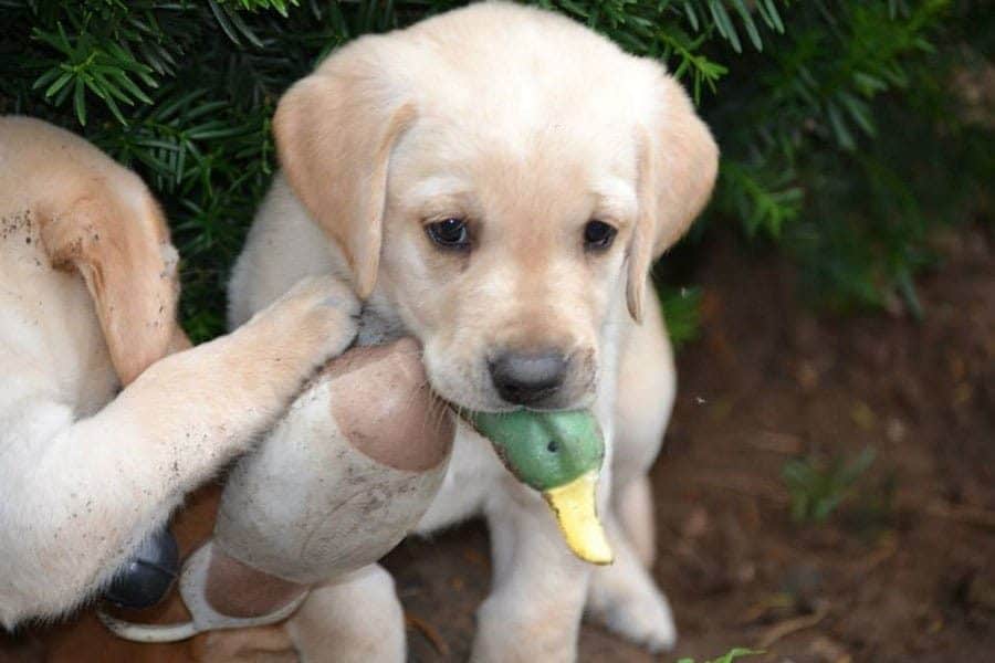 toby holding a duck