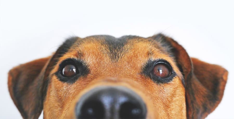 dog eyes photo