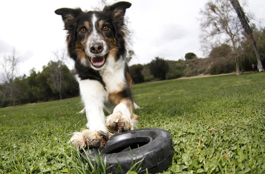 dog with kong tire