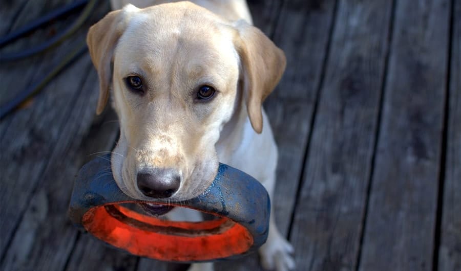 dog with tire - indestructible dog toys