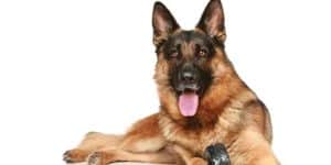 Strong & Courageous Police Dog Names - My Dog's Name Strong & Courageous Police Dog Names - My Dog's Name