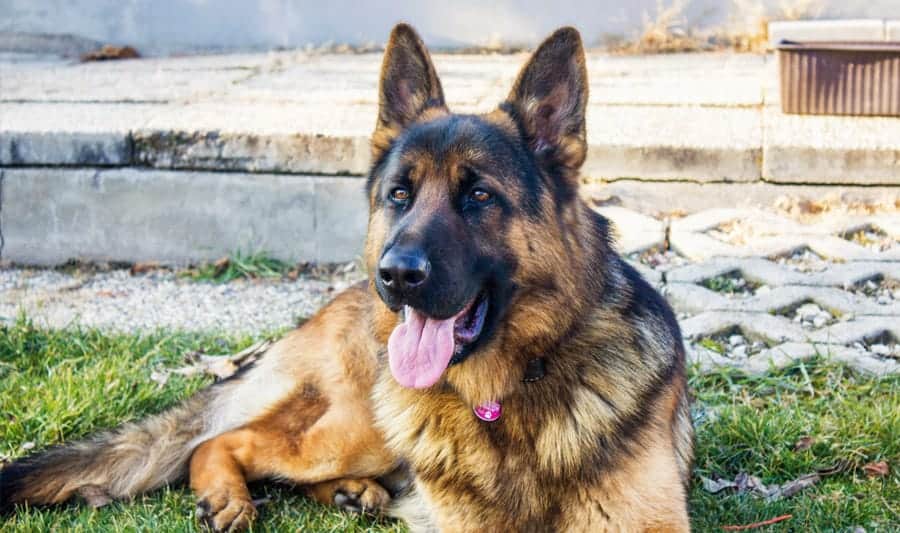 dog laying outside