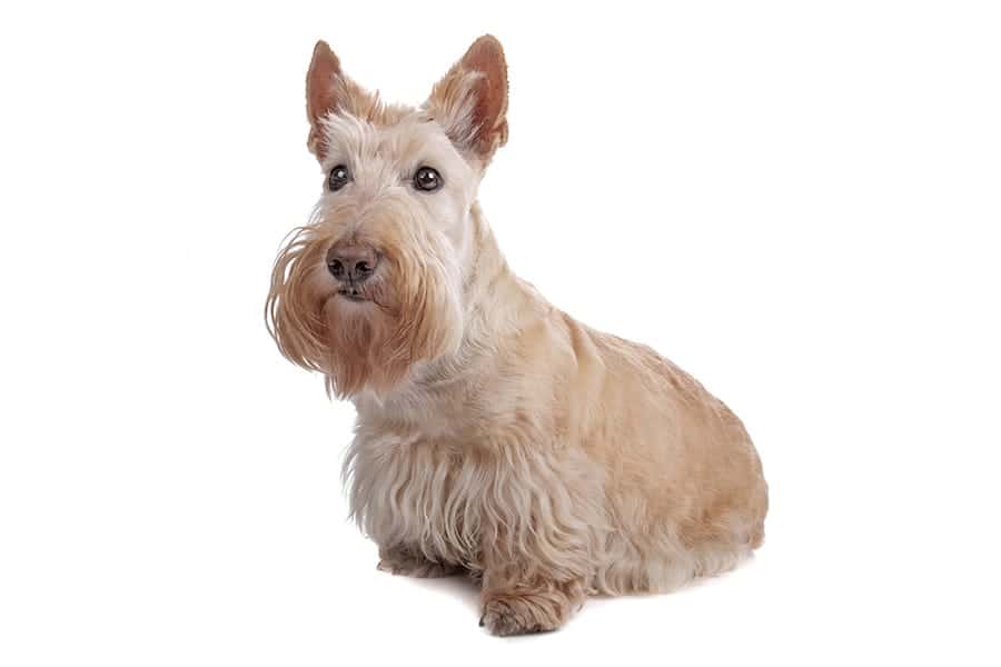 scottish terrier - scottish dog names