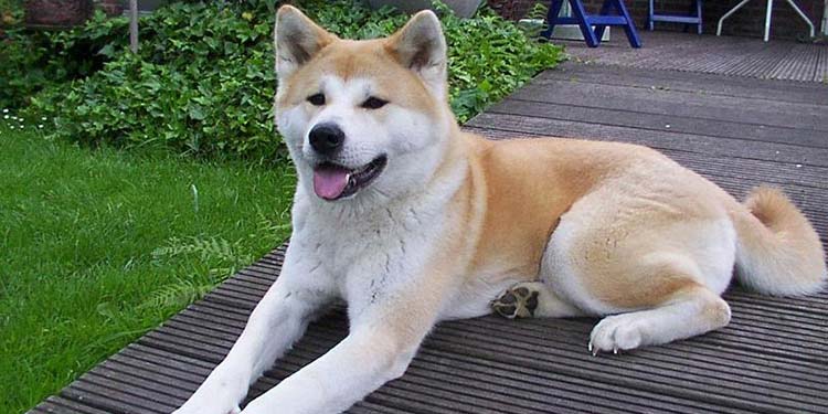 Japanese Dog Names 100 Awesome Names Definitions