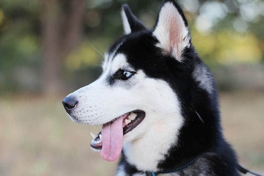 husky dog names - siberian husky