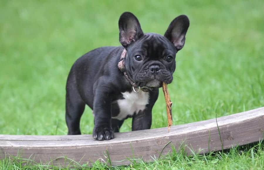 French Bulldog