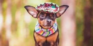 mexican dog names