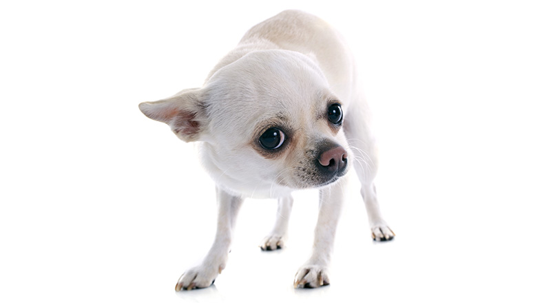 scared dog in front of white background