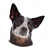 Australian Cattle Dog