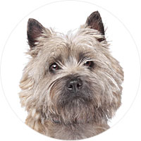 Cairn Terrier