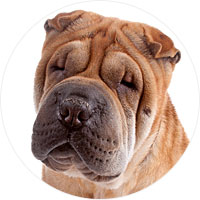 Chinese Shar-Pei