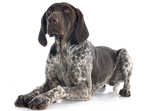 German Shorthaired Pointer breed