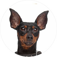 Miniature Pinscher