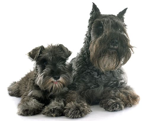 Miniature Schnauzer breed