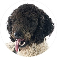 Portuguese Water Dog