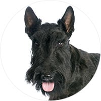 Scottish Terrier