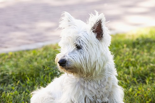 West Highland White Terrier breed
