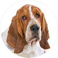 Basset Hound