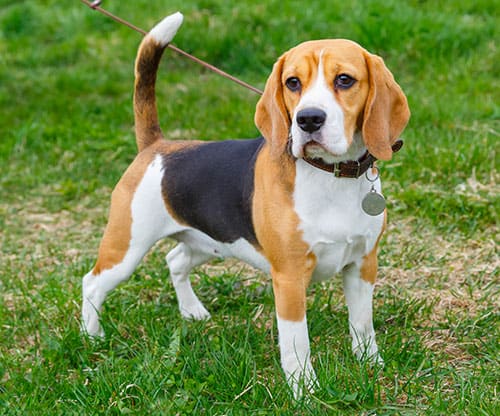 beagle breed