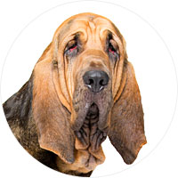 Bloodhound