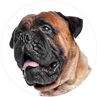 Bullmastiff