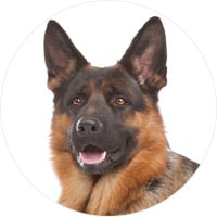 german shepherd