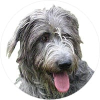 Irish Wolfhound