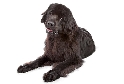 newfoundland breed