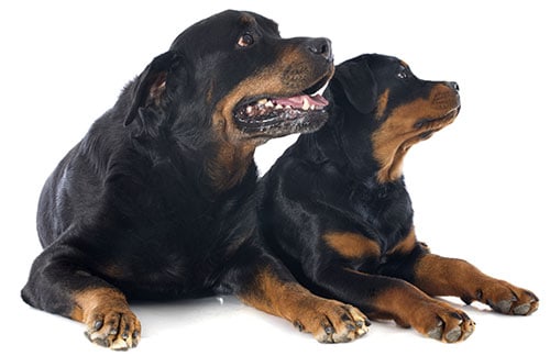 rottweiler breed