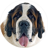 Saint Bernard Thumb