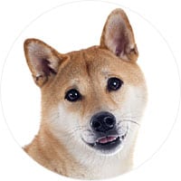 Shiba Inu