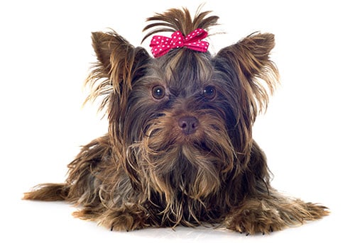 yorkshire terrier breed