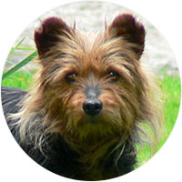 Australian Terrier