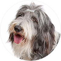 Bearded Collie