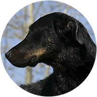 Beauceron