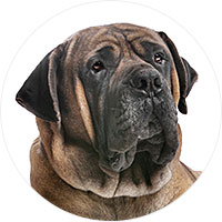 Boerboel