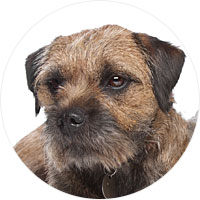 Border Terrier