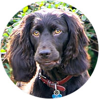 Boykin Spaniel