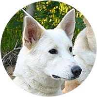 Canaan Dog