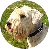 Cesky Terrier