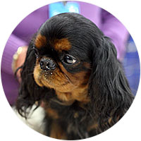 English Toy Spaniel