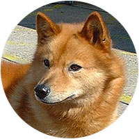 Finnish Spitz