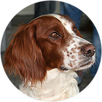 Irish Red and White Setter