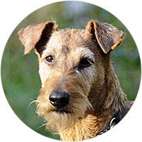 Irish Terrier