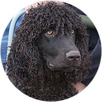 Irish Water Spaniel