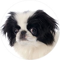 Japanese Chin